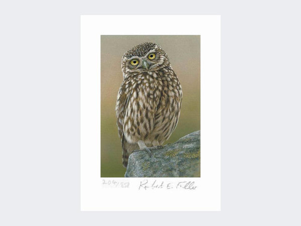 Inquisitive Little Owl | Limited Edition Art Print Inquisitive Little Owl | Limited Edition Art Print