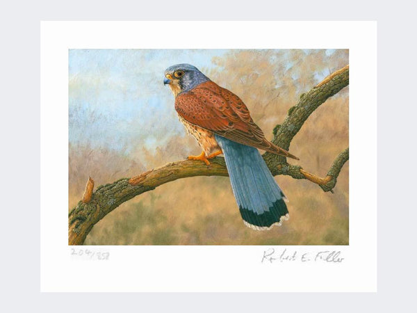 Kestrel | Limited Edition Art Print Kestrel | Limited Edition Art Print