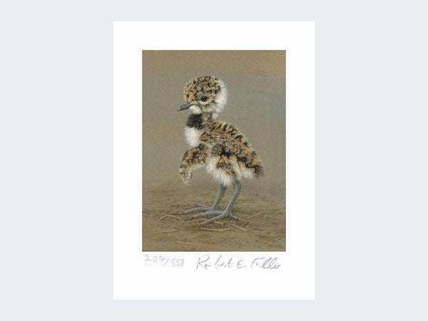 Lapwing Chick | Limited Edition Art Print Lapwing Chick | Limited Edition Art Print
