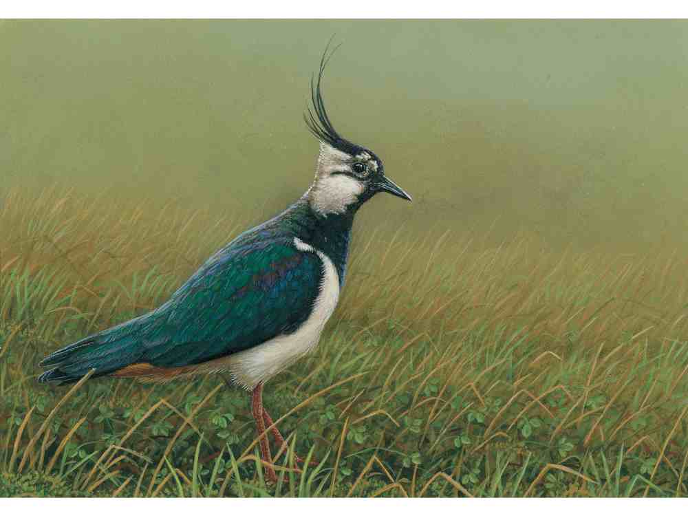 SOLD Lapwing | Original Painting