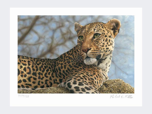 Leopard on the Lookout | Limited Edition Art Print Leopard on the Lookout | Limited Edition Art Print