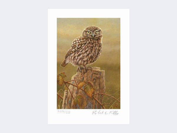 Little Owl in Evening Light | Limited Edition Art Print Little Owl in Evening Light | Limited Edition Art Print