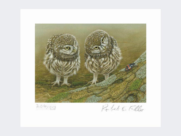 Little Owls and Beetle | Limited Edition Art Print Little Owls and Beetle | Limited Edition Art Print