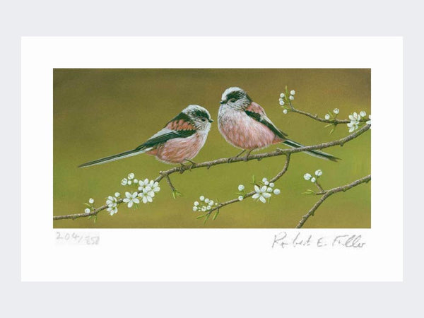 Schwanzmeise im Schlehdorn | Kunstdruck in limitierter Auflage Schwanzmeise im Schlehdorn | Kunstdruck in limitierter Auflage