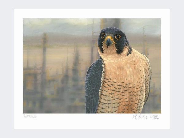 Peregrine Salt End | Limited Edition Art Print Peregrine Salt End | Limited Edition Art Print