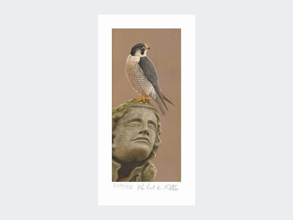 Peregrine of York Minster | Limited Edition Art Print Peregrine of York Minster | Limited Edition Art Print