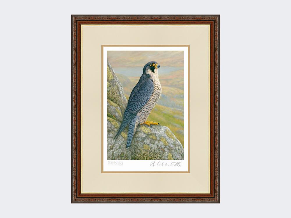 Peregrine-on-Cliff-Top-Limited-Edition-Print-Harvest-Twist
