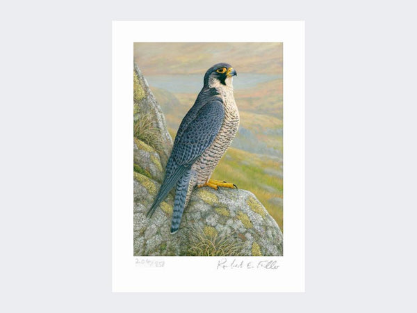 Peregrine on Cliff Top | Limited Edition Art Print Peregrine on Cliff Top | Limited Edition Art Print