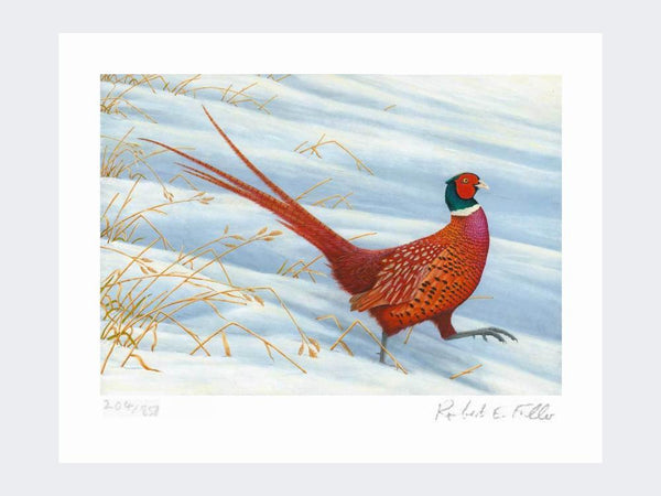 Pheasant - Snow Patrol | Limited Edition Art Print Pheasant - Snow Patrol | Limited Edition Art Print