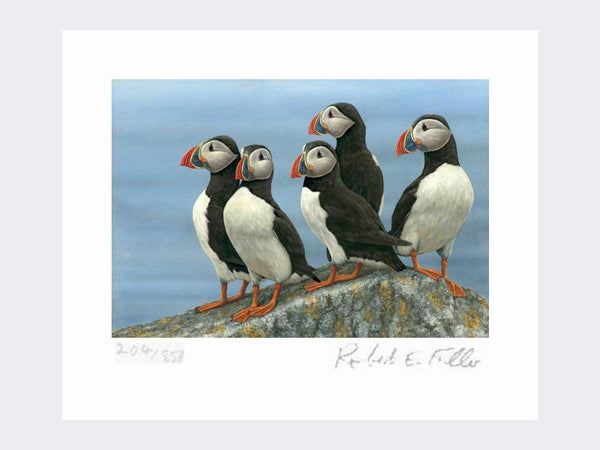 Puffins à l'affût | Tirage d'art en édition limitée Puffins à l'affût | Tirage d'art en édition limitée