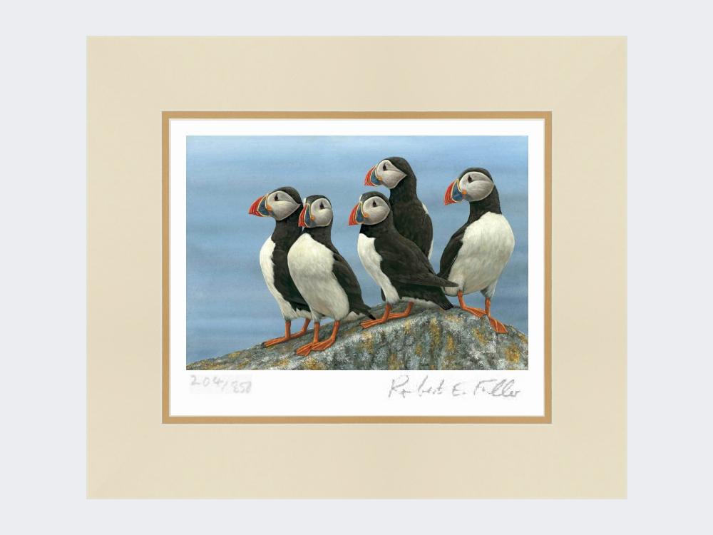Puffins-on-the-Lookout-Print-Mounted-Print-Only