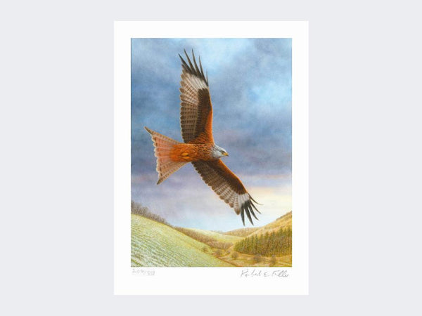 Red Kite at Deepdale | Limited Edition Art Print Red Kite at Deepdale | Limited Edition Art Print