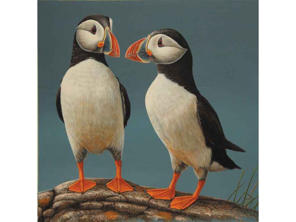 SIZE-6x6-COURTING-PUFFINS