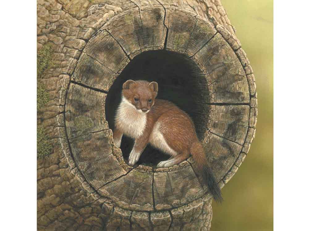 SIZE-6x6-SITTING-PRETTY