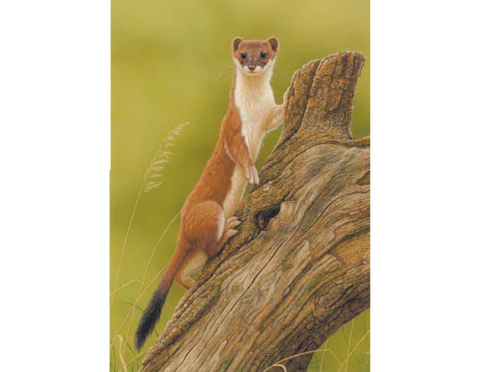 SIZE-A-STOAT
