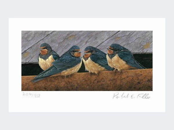Swallow Fledglings | Limited Edition Art Print Swallow Fledglings | Limited Edition Art Print