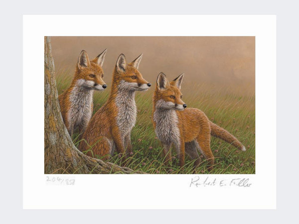 Three Fox Cubs | Limited Edition Art Print Three Fox Cubs | Limited Edition Art Print