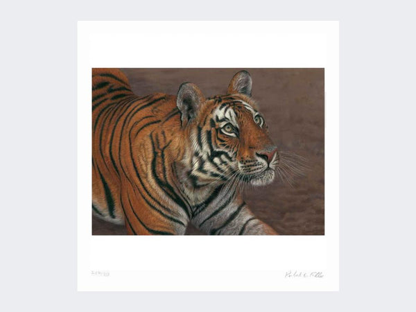 Tiger of Bandhavgarh | Limited Edition Art Print Tiger of Bandhavgarh | Limited Edition Art Print