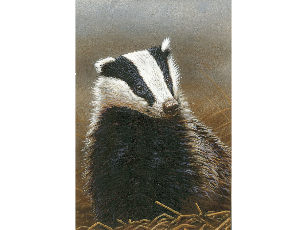 NOW SOLD Badger | Original Painting