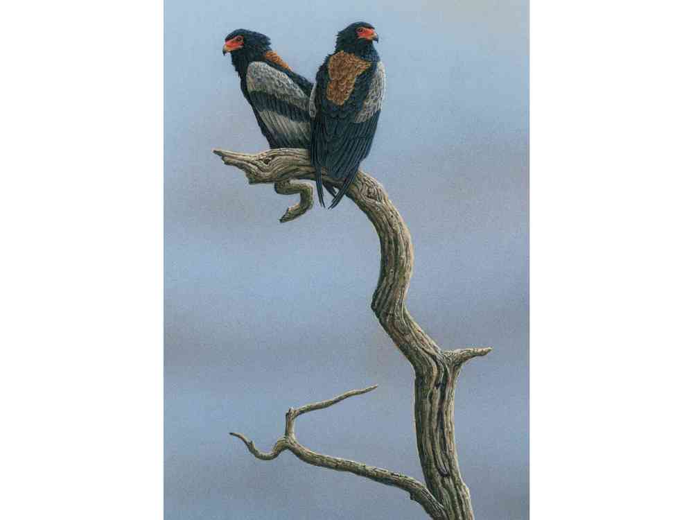 Bataleur Eagles | Original Painting