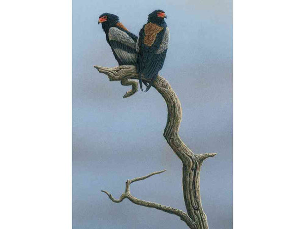 Bataleur Eagles | Original Painting Bataleur Eagles | Original Painting