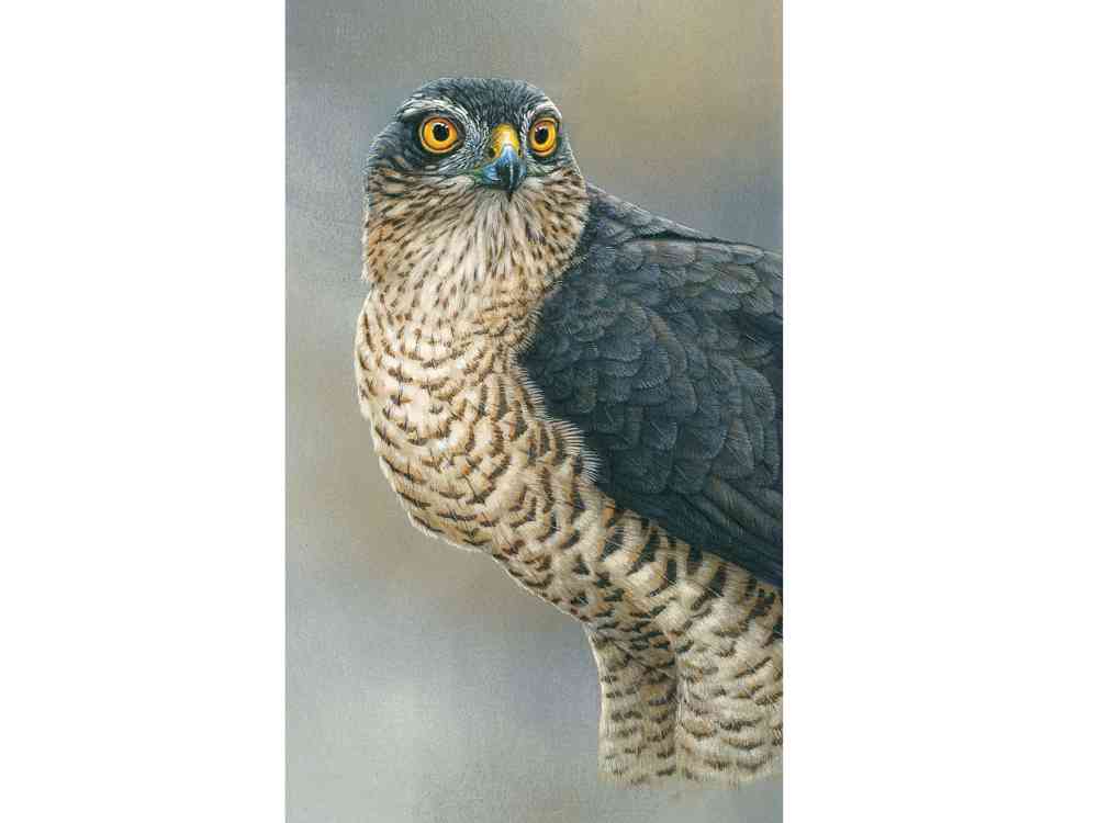 SOLD Sparrowhawk | Original Painting