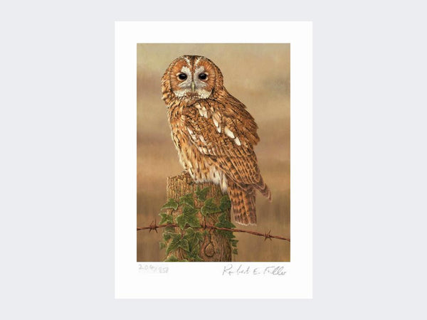 Watchful Tawny Owl | Limited Edition Art Print Watchful Tawny Owl | Limited Edition Art Print