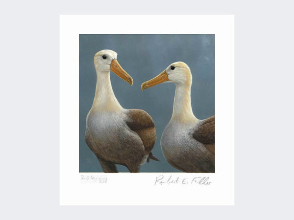 Waved Albatross | Limited Edition Art Print Waved Albatross | Limited Edition Art Print
