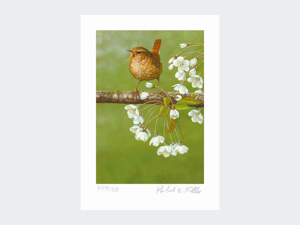 Troglodyte sur fleur de cerisier | Impression d'art en édition limitée Troglodyte sur fleur de cerisier | Impression d'art en édition limitée