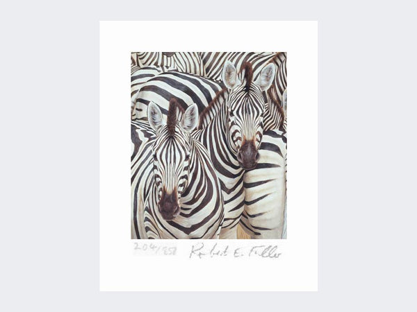 Zebra Migration | Limited Edition Art Print Zebra Migration | Limited Edition Art Print