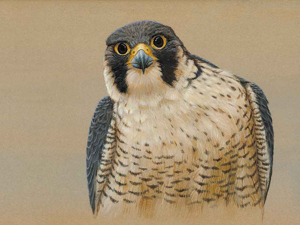 Hermine grimpante | Carte individuelle | Taille A Hermine grimpante | Carte individuelle | Taille A