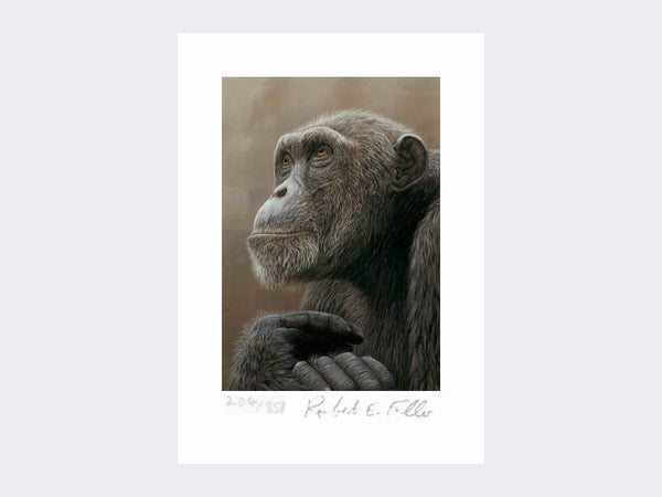 Chimp of Mahale Print | Limited Edition Art Print Chimp of Mahale Print | Limited Edition Art Print