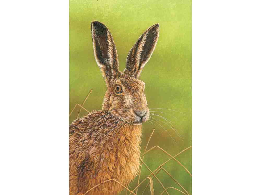SOLD | Hare Portrait | Original Acrylic