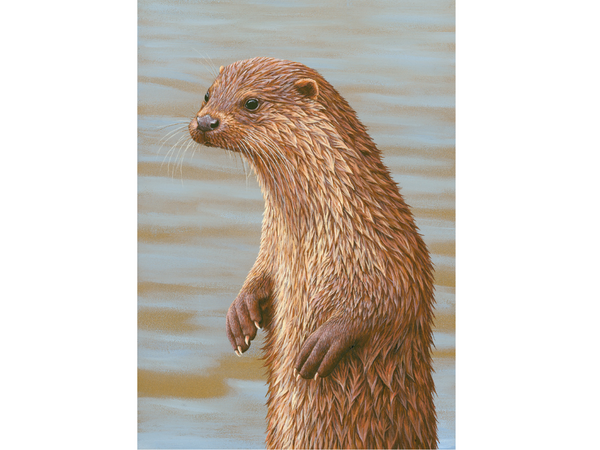 Portrait de loutre | Carte individuelle | Taille E Portrait de loutre | Carte individuelle | Taille E