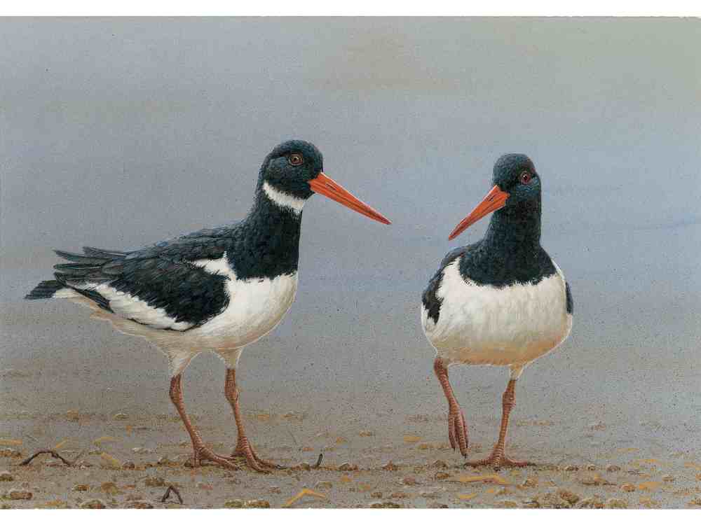 SOLD Oystercatcher | Original Painting