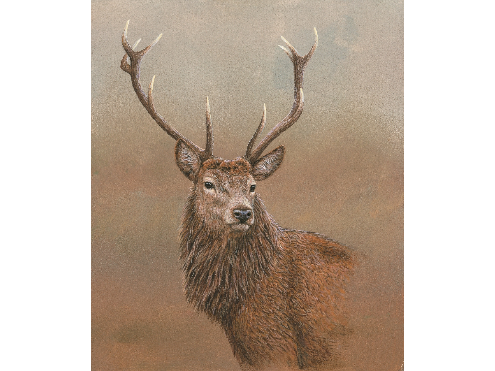 red stag of etive