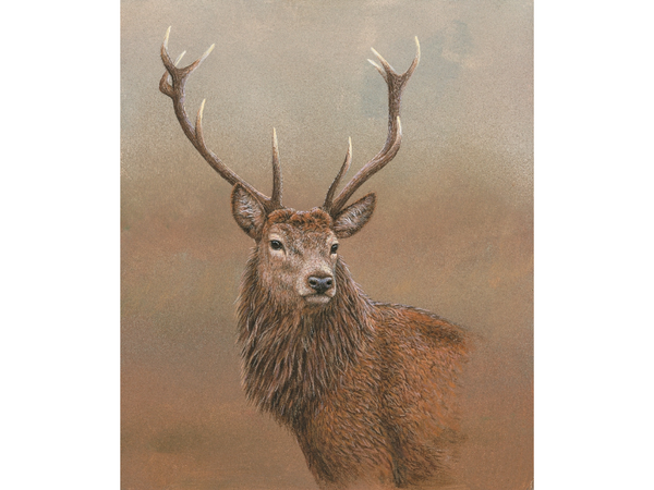 Cerf rouge d'Etive | Carte individuelle | Taille E Cerf rouge d'Etive | Carte individuelle | Taille E