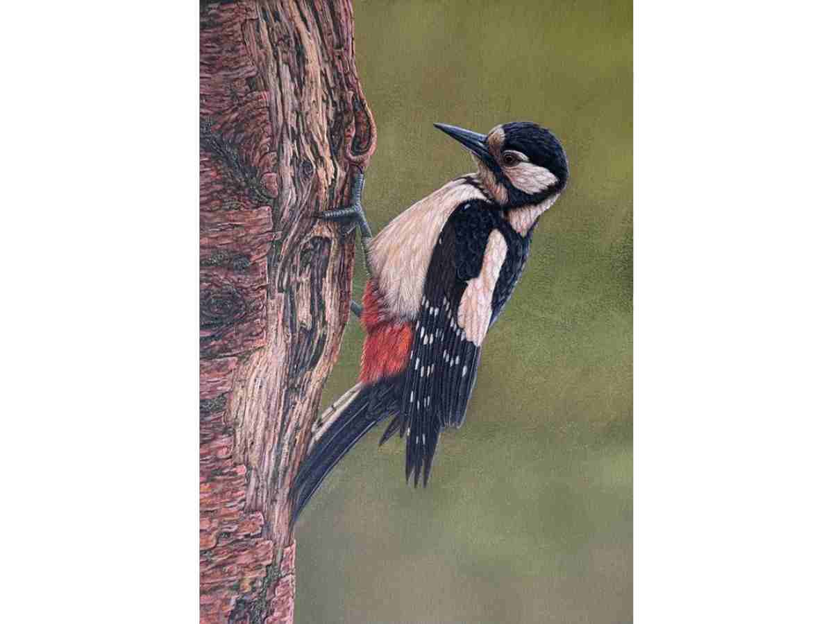 NOW SOLD Great Spotted Woodpecker | Original Painting