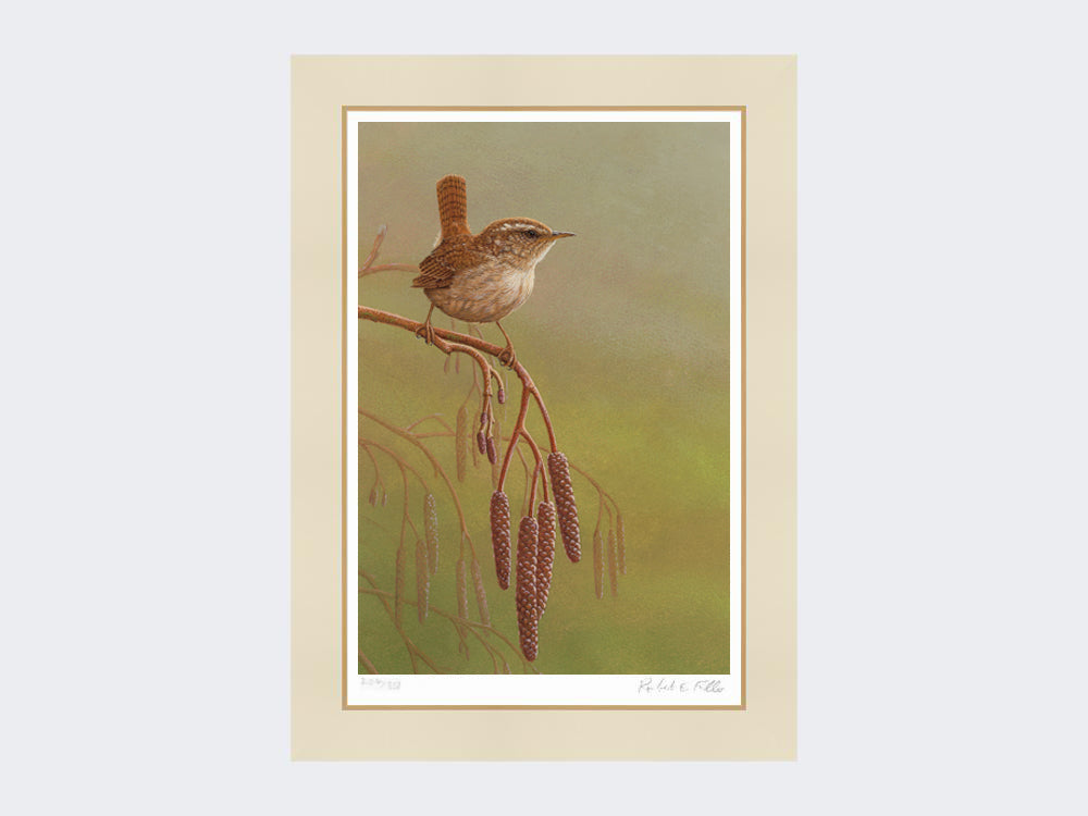 wren on catkins-mounted print