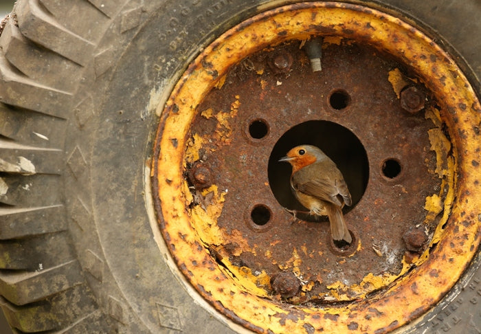 Robins choose to nest in the most unusual places