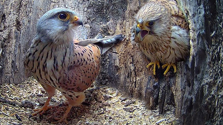 Film | Full story of kestrel couple's first Year - Kestrels Apollo & Athena