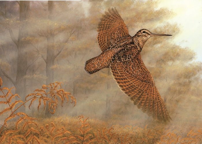 Spotting woodcock in winter