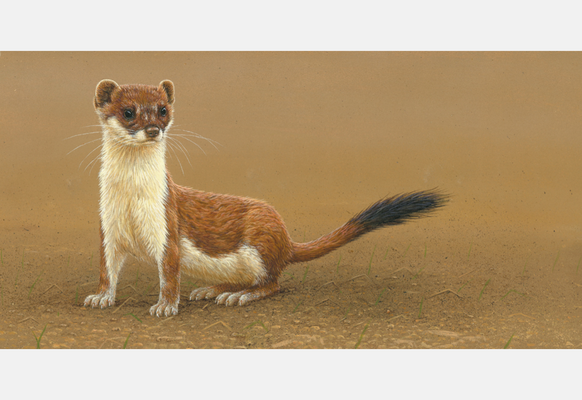 Stoats & weasels in art | A collection inspired by intensive field studies