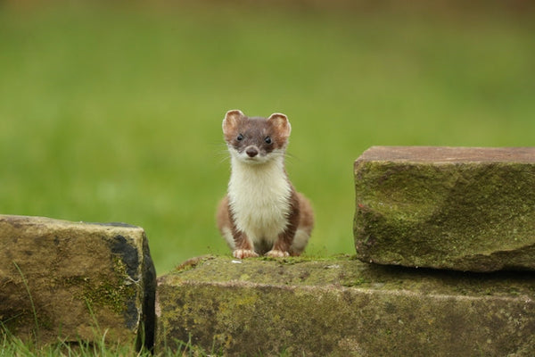 The Secret Lives of Stoats: A Five-Year Study Of The Stoats Living In My Garden