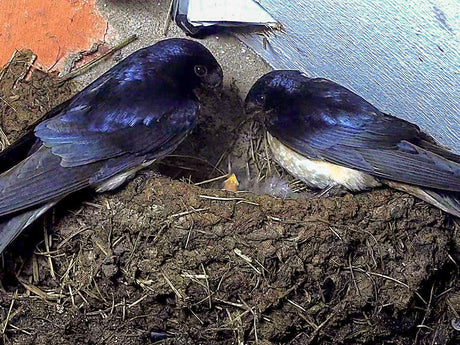 Barn swallows on a nest feeding tiny chicks