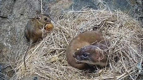 Film | This Mouse Has No Idea Whose Nest It Just Entered... | Stoat