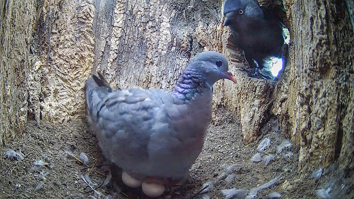 Film | This Stock Dove Has No Idea This Home Isn't Safe | Discover Wildlife