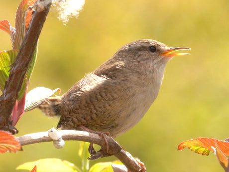 wren with beak open to sing perched on a branch