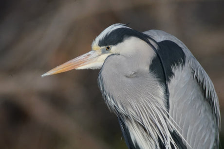 Travel | Visit S'Albufera In Mallorca For Beautiful Birdlife