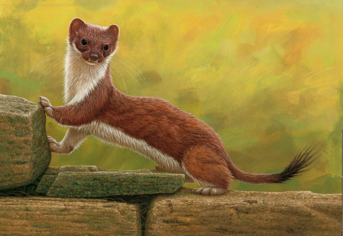 Film | Portrait of a stoat - my painting story – Robert E Fuller
